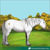 Horse Color:Gray Bay 