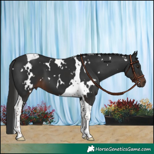 Horse Color:White Spotted Liver Chestnut Tobiano 