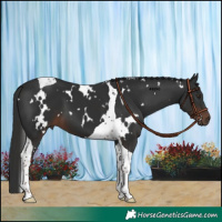 Horse Color:White Spotted Liver Chestnut Tobiano 