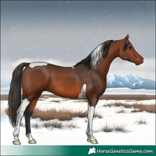 Horse Color:Bay Tobiano 