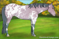 Horse Color:Watercolor White Spotted Buckskin Appaloosa Rabicano 
