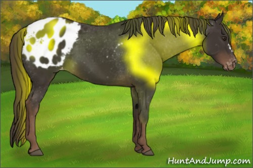 Horse Color:Liver Chestnut Blanket 