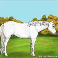Horse Color:White Spotted Liver Chestnut Pearl Frame 