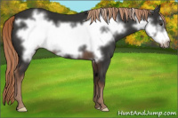 Horse Color:Liver Chestnut Frame 