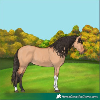 Horse Color:Bay Dun Tobiano 