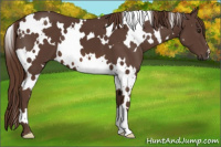 Horse Color:White Spotted Liver Chestnut 