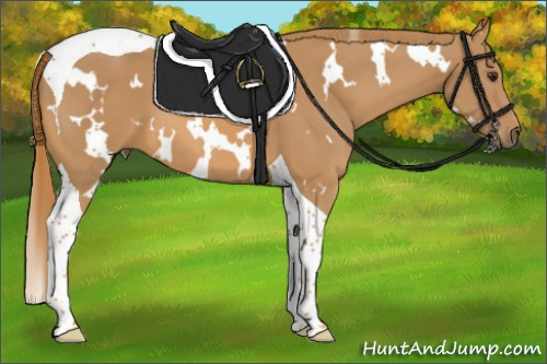 Horse Color:White Spotted Chestnut Tobiano 