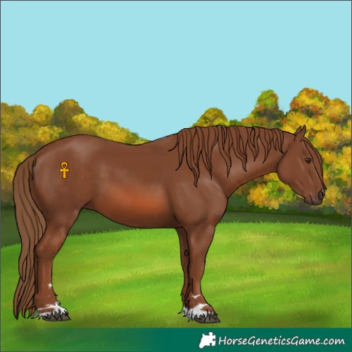 Horse Color:Chestnut 