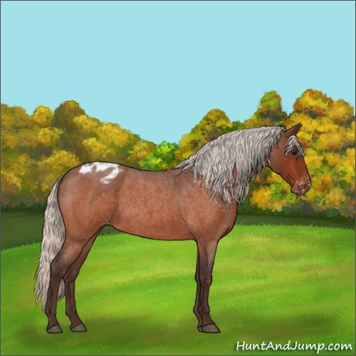 Horse Color:Silver Bay Roan Appaloosa 