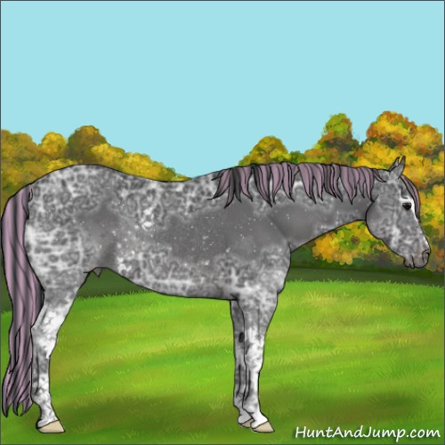 Horse Color:Painted White Spotted Black Ice Rabicano 