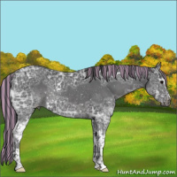 Horse Color:Painted White Spotted Black Ice Rabicano