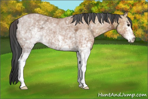 Horse Color:White Spotted Bay Ice