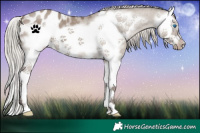Horse Color:Silver Grullo Splash Frame Appaloosa 