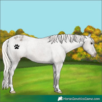 Horse Color:Silver Grullo Appaloosa 