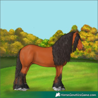 Horse Color:Bay 