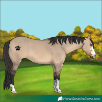 Horse Color:Brown Dun 