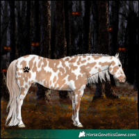 Horse Color:Red Dun Near Leopard 