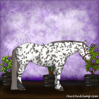 Horse Color:Grullo Appaloosa 