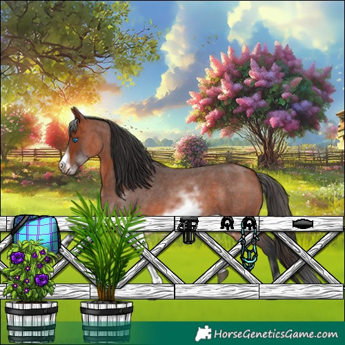 Horse Color:White Spotted Bay Roan Frame 