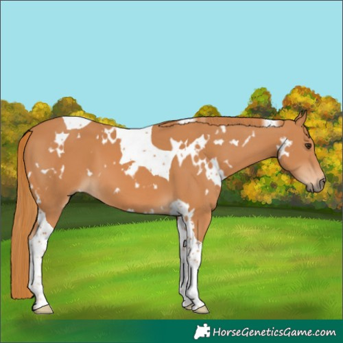 Horse Color:White Spotted Chestnut Tobiano 