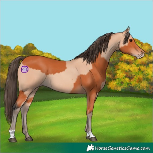 Horse Color:Bay  and Amber Champagne 