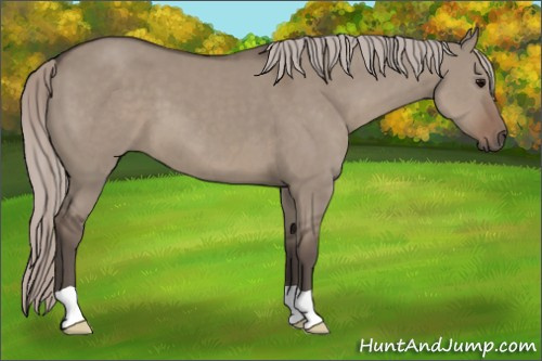Horse Color:Silver Grullo 
