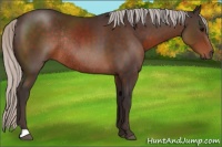 Horse Color:Silver Brown Rabicano 