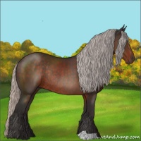 Horse Color:Silver Brown Rabicano 