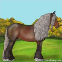 Horse Color:Silver Brown Rabicano 