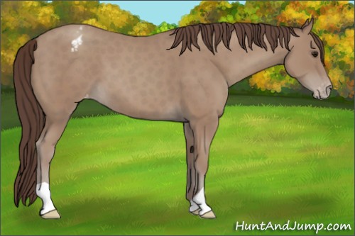 Horse Color:Classic Champagne Appaloosa 