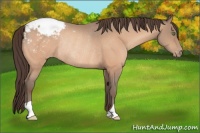 Horse Color:Amber Champagne Appaloosa Rabicano 