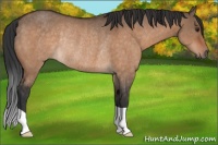 Horse Color:Brown Dun Rabicano 