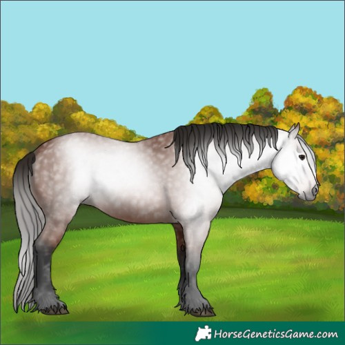 Horse Color:Gray Bay 