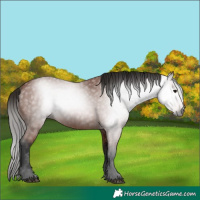 Horse Color:Gray Bay 