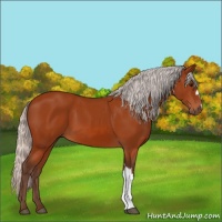 Horse Color:Silver Bay 