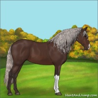 Horse Color:Silver Brown 