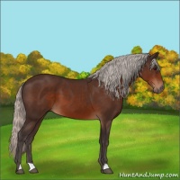 Horse Color:Silver Brown 