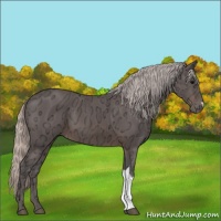 Horse Color:Silver Brown Ice 