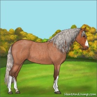 Horse Color:Silver Bay Roan
