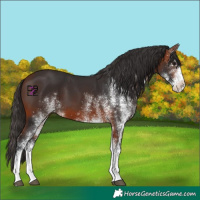 Horse Color:White Spotted Bay 