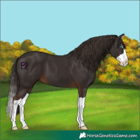 Horse Color:Liver Chestnut Splash 
