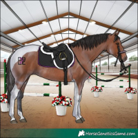 Horse Color:Bay Tobiano Rabicano