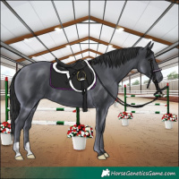 Horse Color:Black 