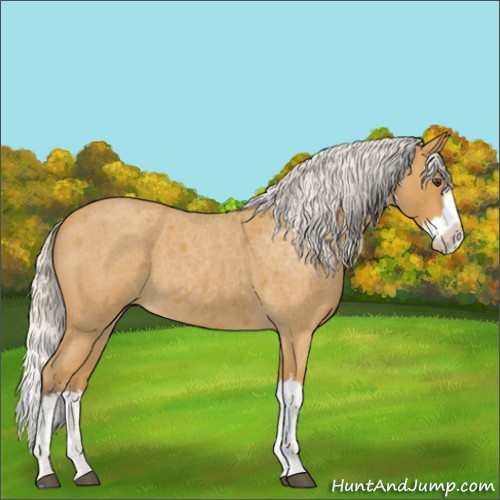 Horse Color:Silver Buckskin Roan Splash