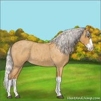 Horse Color:Silver Buckskin Roan Splash 