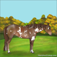 Horse Color:White Spotted Liver Chestnut 