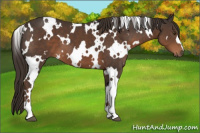 Horse Color:White Spotted Liver Chestnut 
