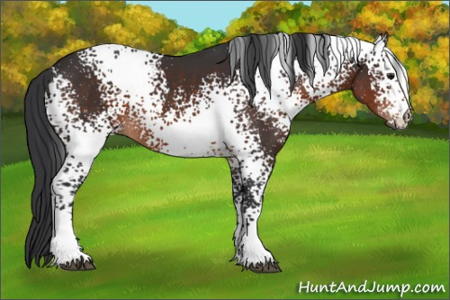 Horse Color:White Spotted Brown 