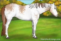 Horse Color:White Spotted Red Dun 