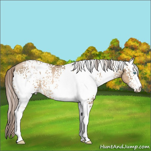Horse Color:White Spotted Chocolate Palomino Pearl 
